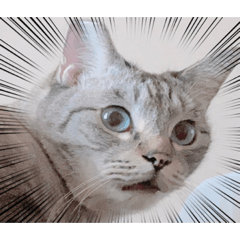 愛ネコスタンプ4