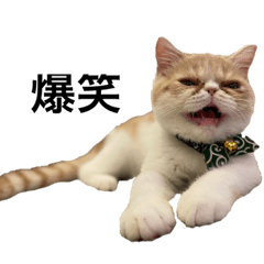 エキゾチックショートヘア、うに丸の日常