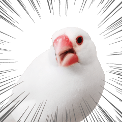 ことりカフェ心斎橋の文鳥スタッフ写真編