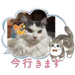 ネコ、サイベリアン(ネオ)