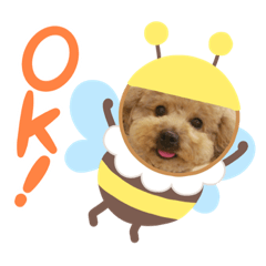 いちごワンだよ5