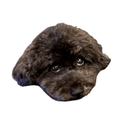 黒プードル、トイプードル、くろぷー