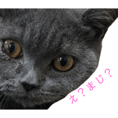 猫犬鳩のスタンプ