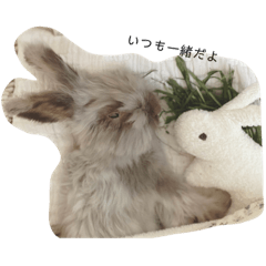 寝たきりうさぎのアフロじぃさん