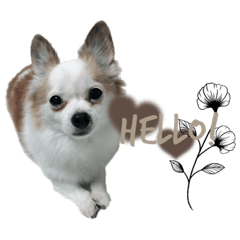 チワワのみにいの日常で使えるスタンプ