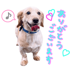 LULU GOHAN3 ルル&ティー&ここまるスタンプ