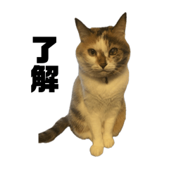 ちゃちゃこはる