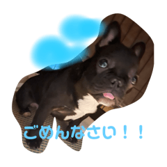 旦那に送る我が家のわんこ