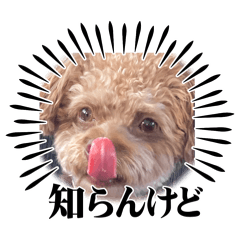 表情豊かな犬スタンプ・チワプーの赤福