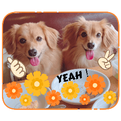 チロル&チョコ 15