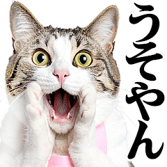 関西弁おかん猫。にゃんとも！ミーム