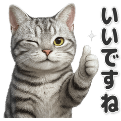 【敬語】使いやすいアメリカンショートヘア