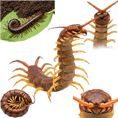 BIG! ムカデ 実写