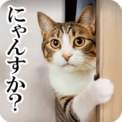 動く！リアル猫【毒舌・煽り】