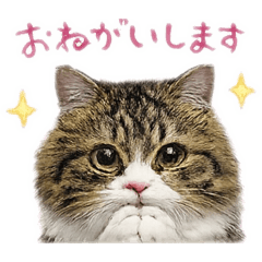 ミヌエットちゃぴくんの日常