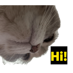 Lucky meow meowww v.2