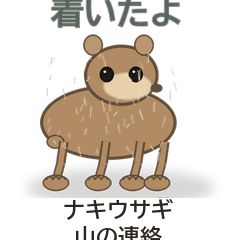 ナキウサギ山の連絡