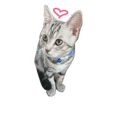 アメショのビビくん⑫ユニバーサル版