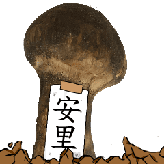 松茸研究家安里さんのマツタケ