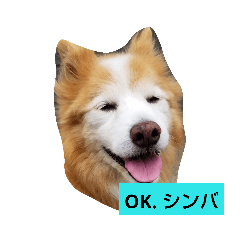 シンバちゃんの気持ち 2