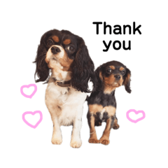 おもち と こっぺ