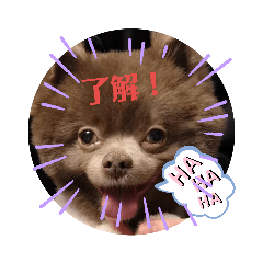 ポメラニアン　ルル３