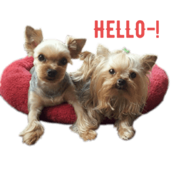 プー, トーリ, ココの一日 (ver 2)