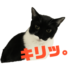 うち猫。サバとブリ。