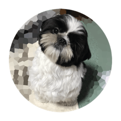 白黒シーズー☆ハルク☆