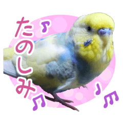 おしゃべりインコのチョコちゃん2