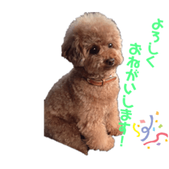 トイプードルなっちゃん②
