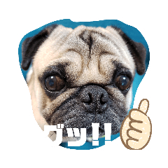 パグのポコちゃん2