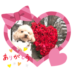 甘えん坊トイプードルのマロン