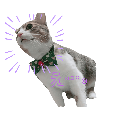 キジシロちゃんスタンプ