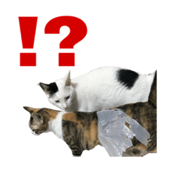 香辛料ファミリー②