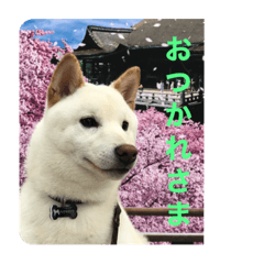 白柴ハクちゃんのお散歩