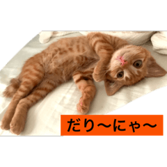 ちゃちゃの気まぐれ