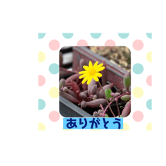 フラワーマイガーデン