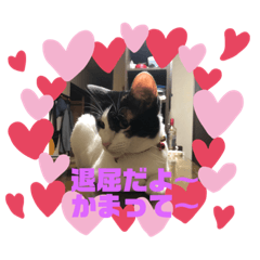 猫の癒し系スタンプ