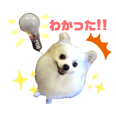 マロン　ザ　ポメラニアン　実写