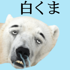 シロクマさん。
