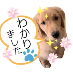 敬語でゴールデン