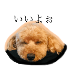 トイプードルになりきれなかった犬1