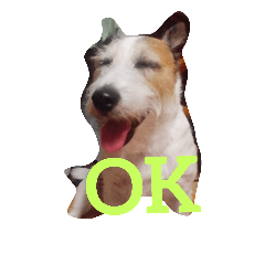 ジャックラッセルテリアのジョンくん2