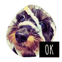 ダップー犬の日常