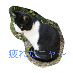 愛猫クロ