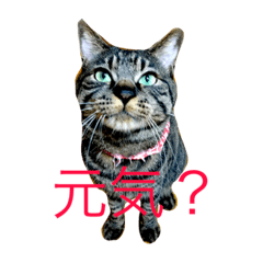 俺、アンディ。