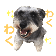 ミニチュアシュナウザーのムク