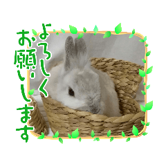 うさぎのココアくん。