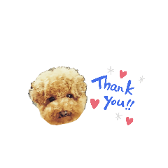 愛犬まるの日常会話